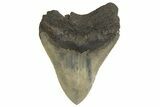 Serrated, Fossil Megalodon Tooth - South Carolina #321233-1